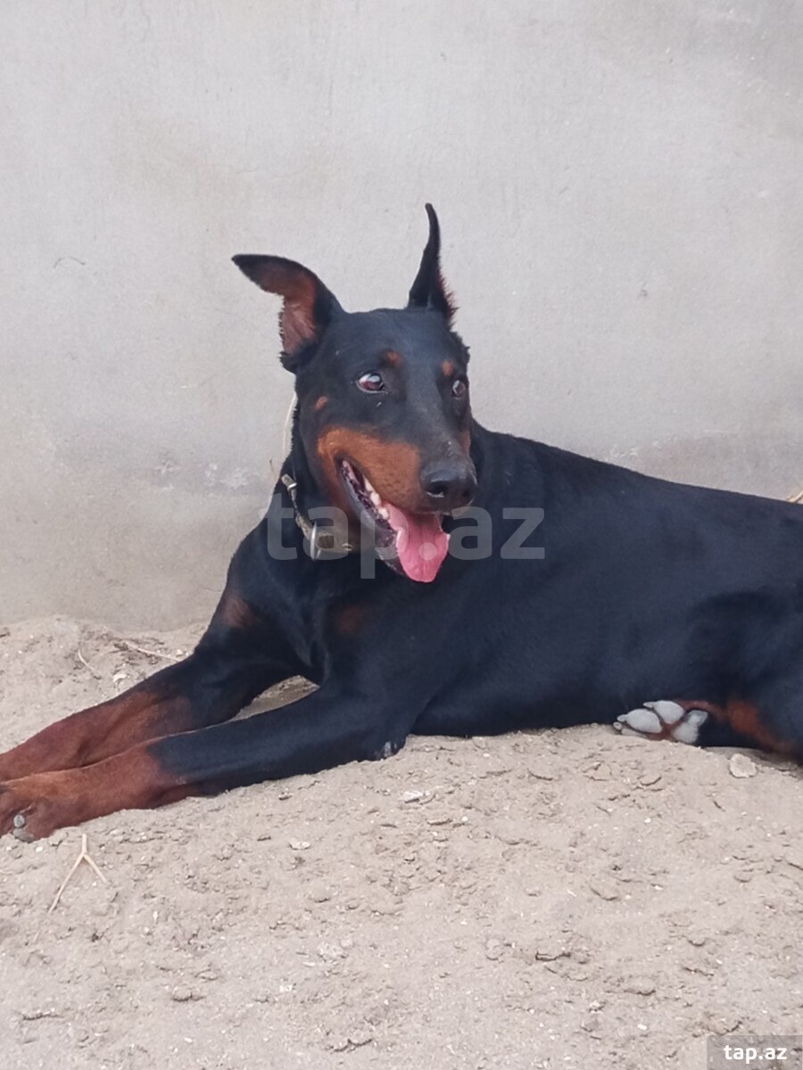 Doberman  (3)