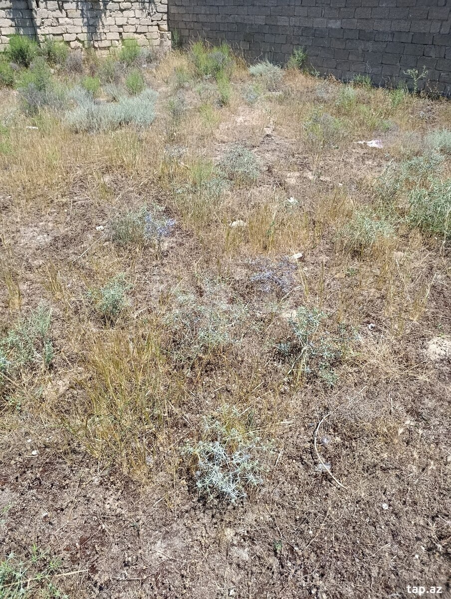 10 sot torpaq sahəsi, Türkan qəs. (10)