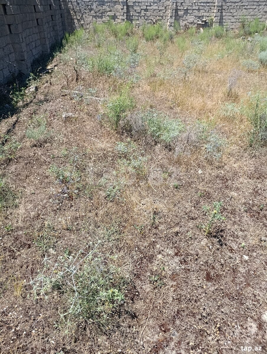 10 sot torpaq sahəsi, Türkan qəs. (15)