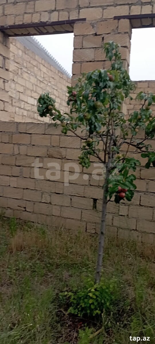6.5 sot torpaq sahəsi, Gəncə ş.