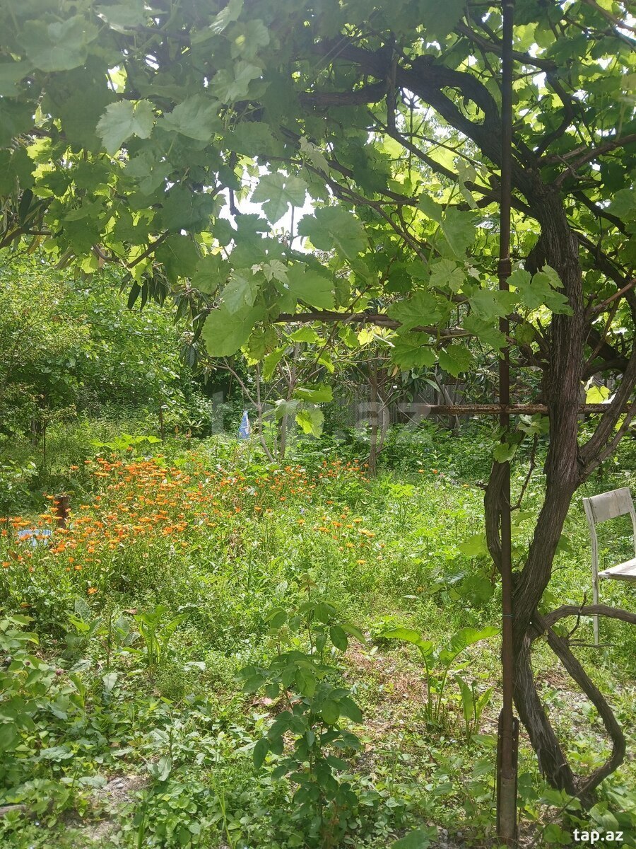 4 sot torpaq sahəsi, Şəki ş.