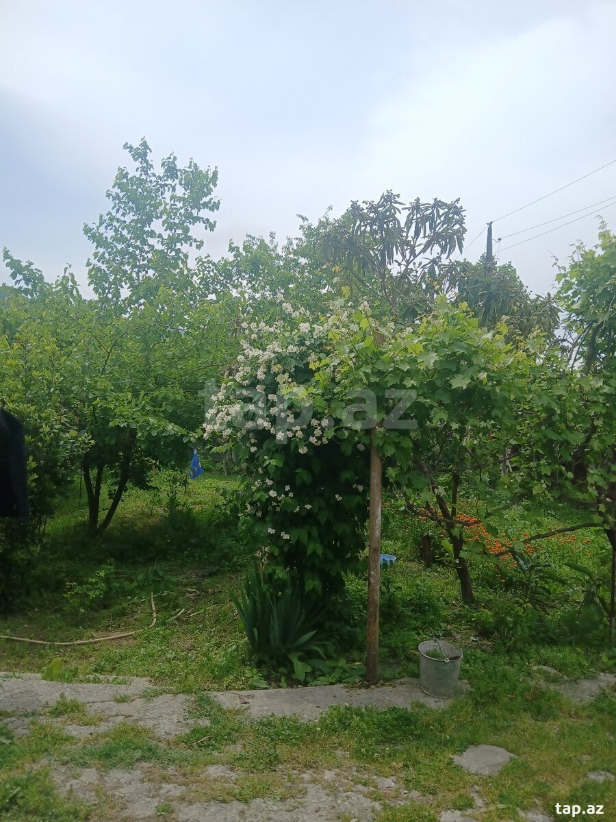 4 sot torpaq sahəsi, Şəki ş. (2)