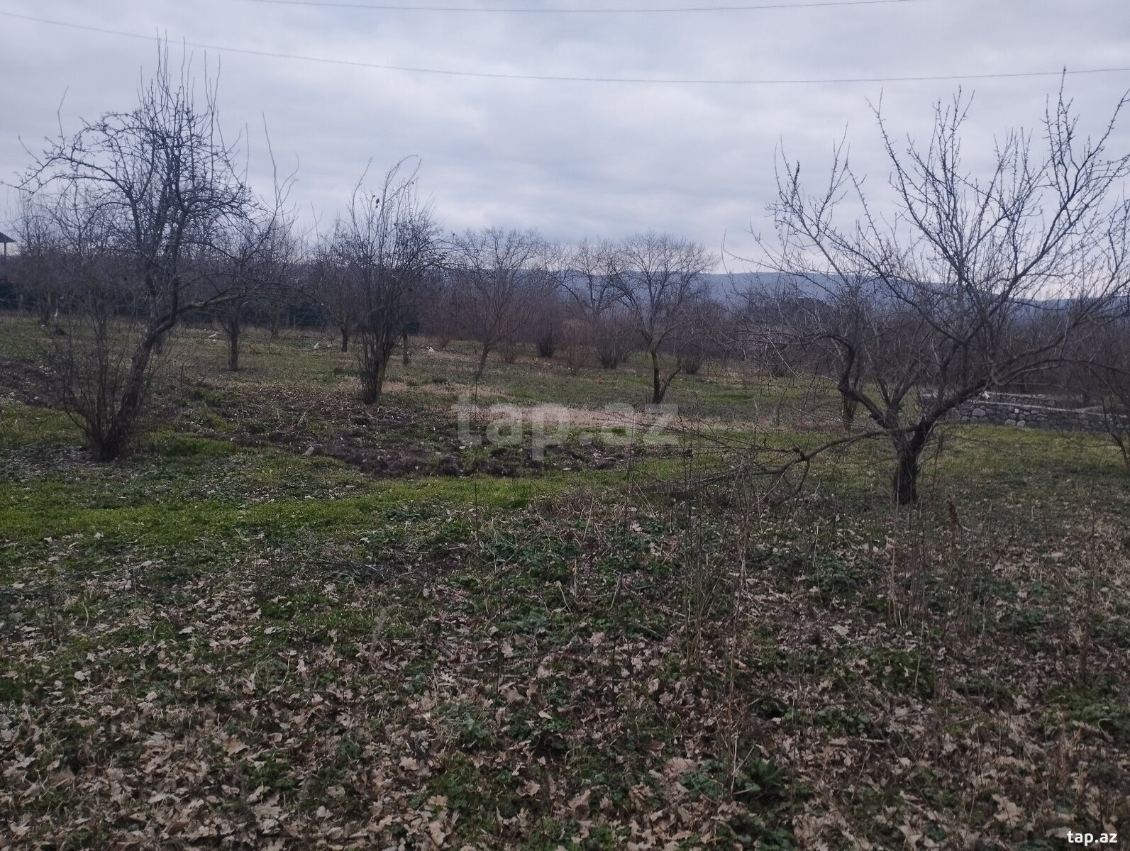 50 sot torpaq sahəsi, Qəbələ r. (9)