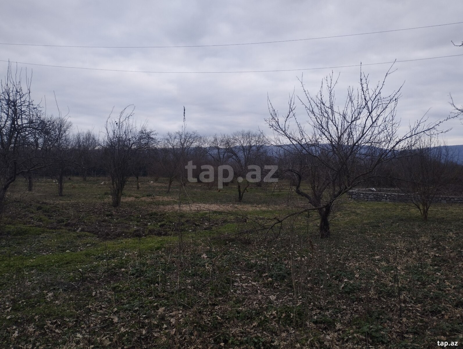 50 sot torpaq sahəsi, Qəbələ r. (11)