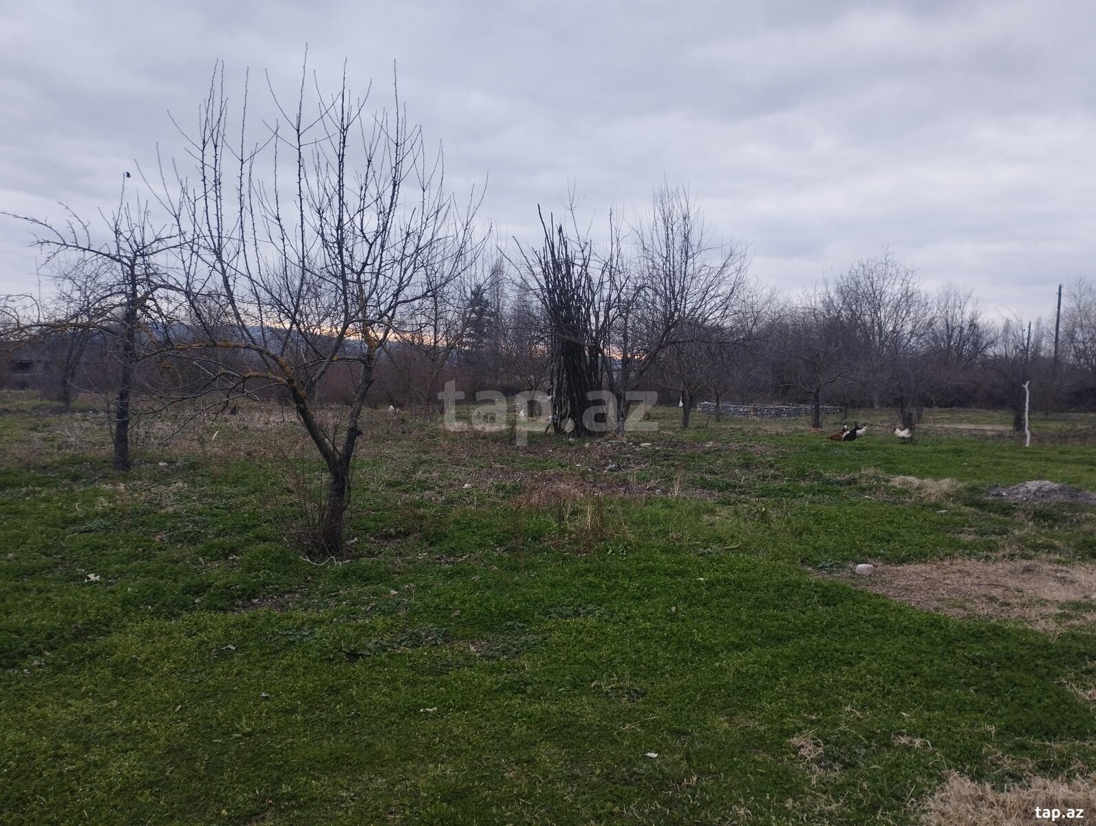 50 sot torpaq sahəsi, Qəbələ r. (15)