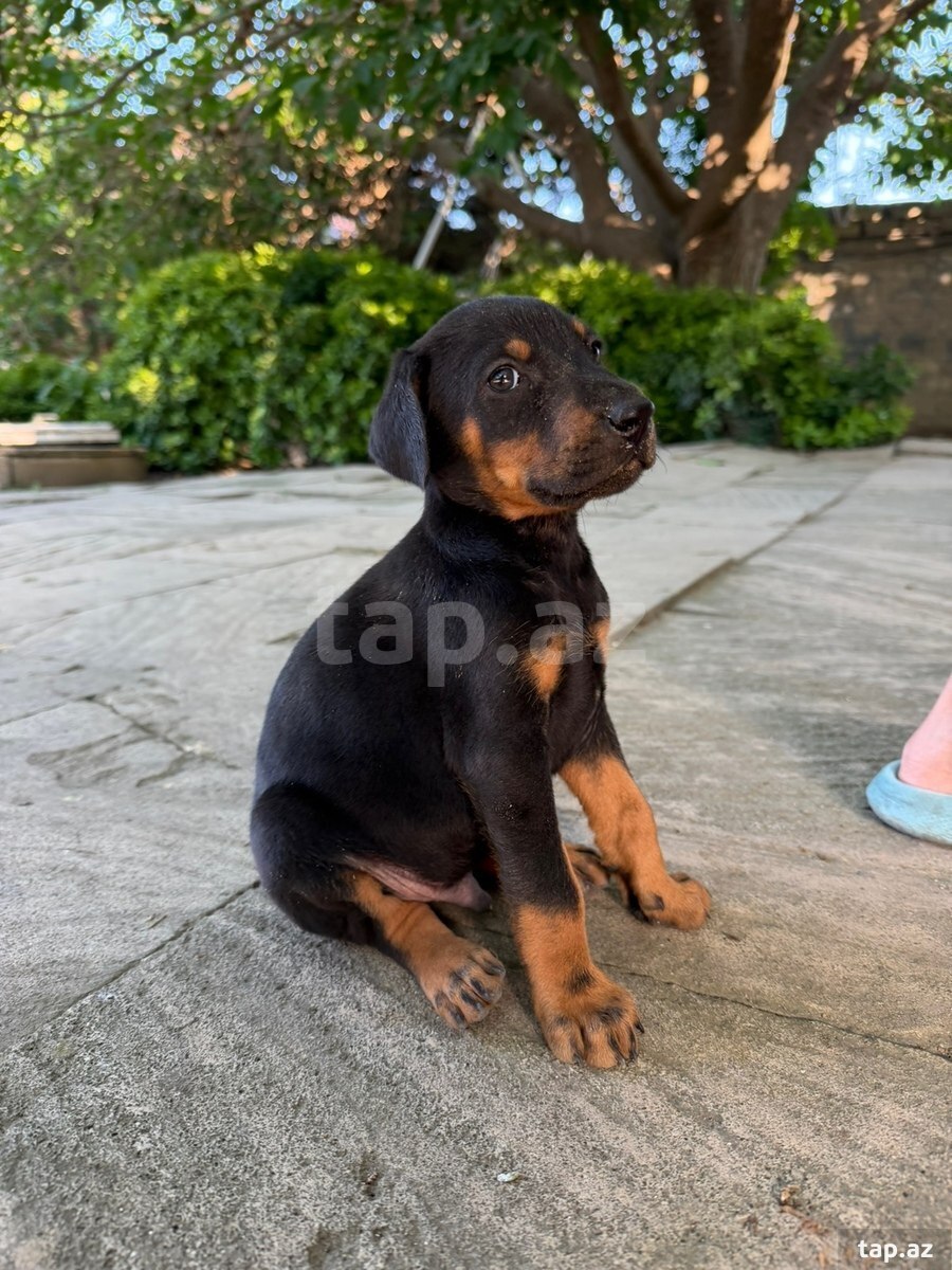 Doberman  (2)