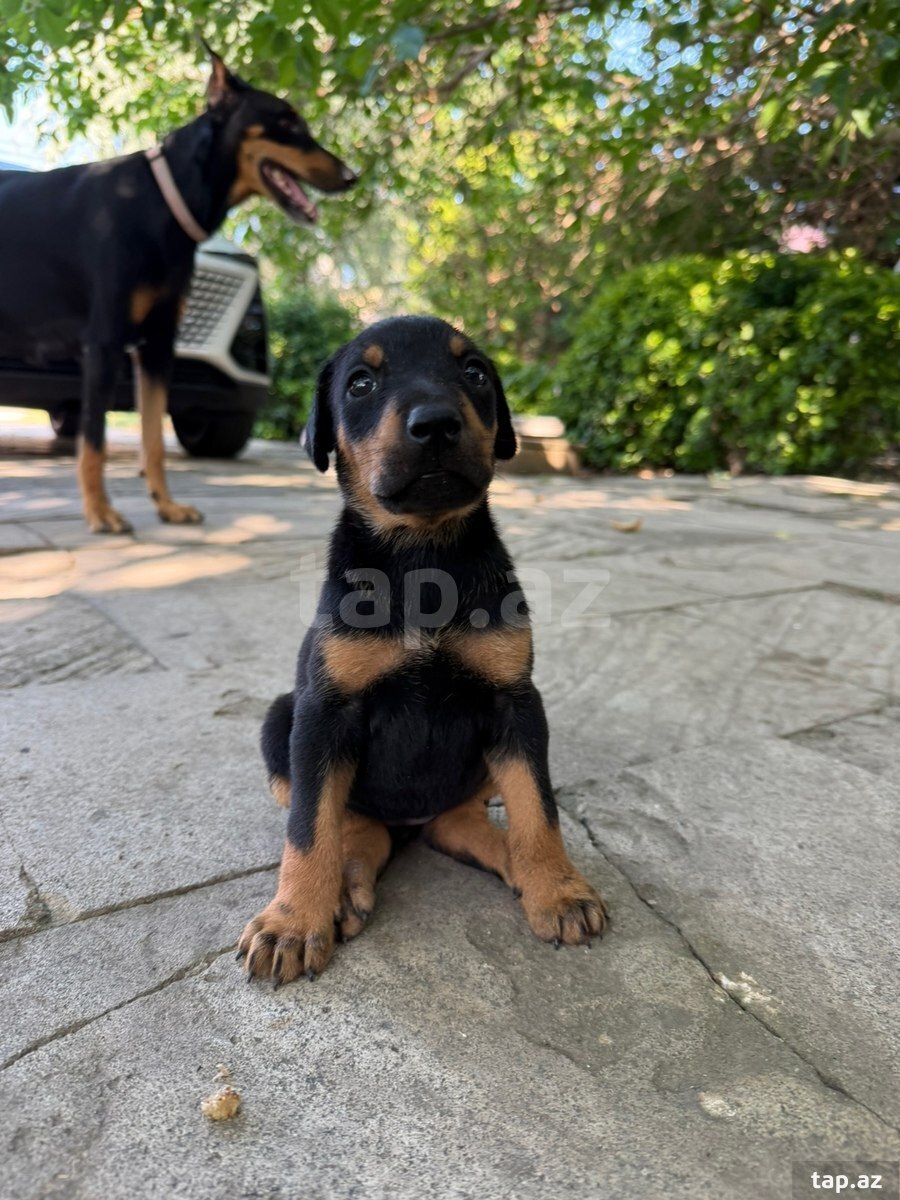 Doberman  (3)