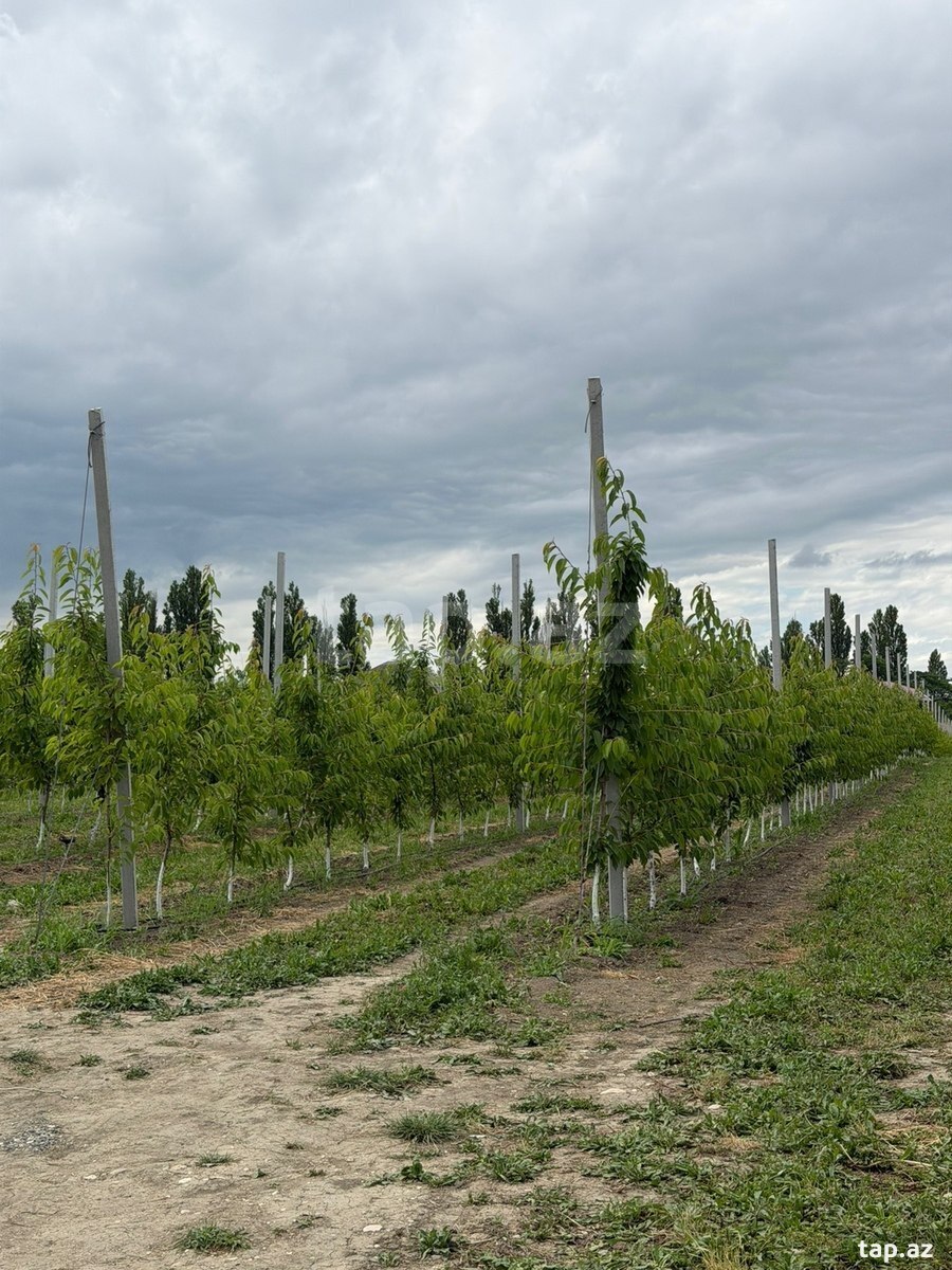 500 sot torpaq sahəsi, Qusar r. (4)