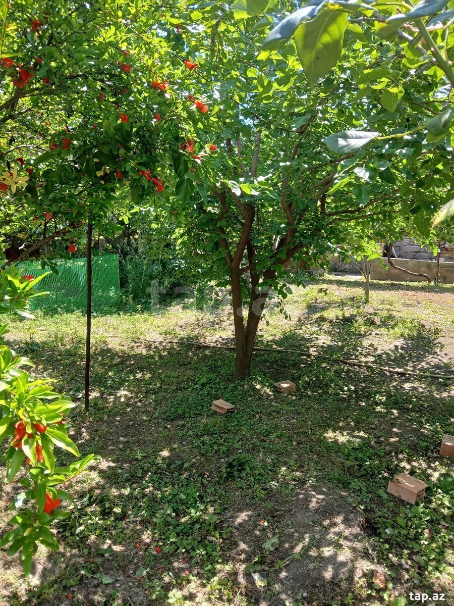 4 sot torpaq sahəsi, Şəki ş. (8)