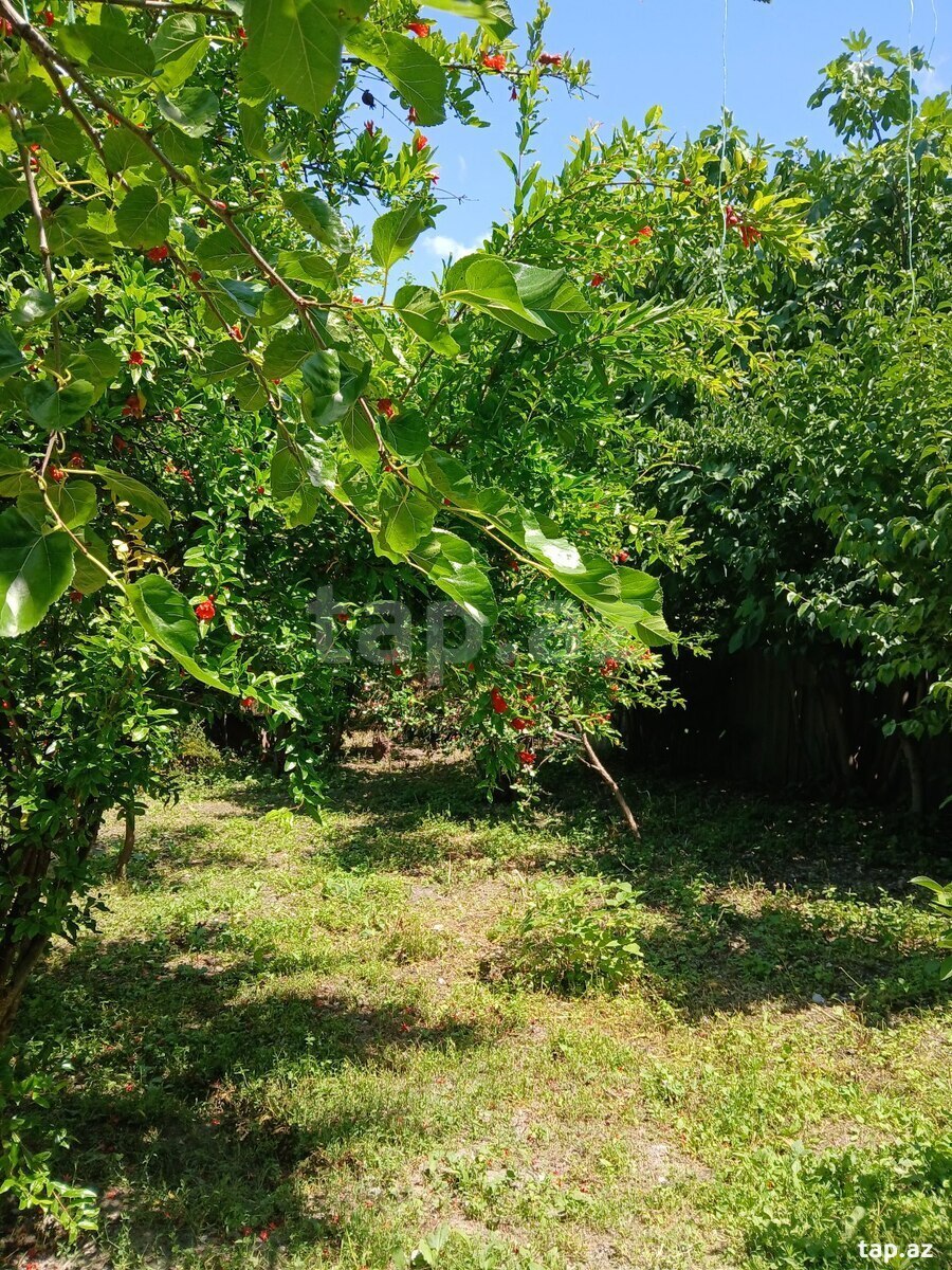 4 sot torpaq sahəsi, Şəki ş. (9)