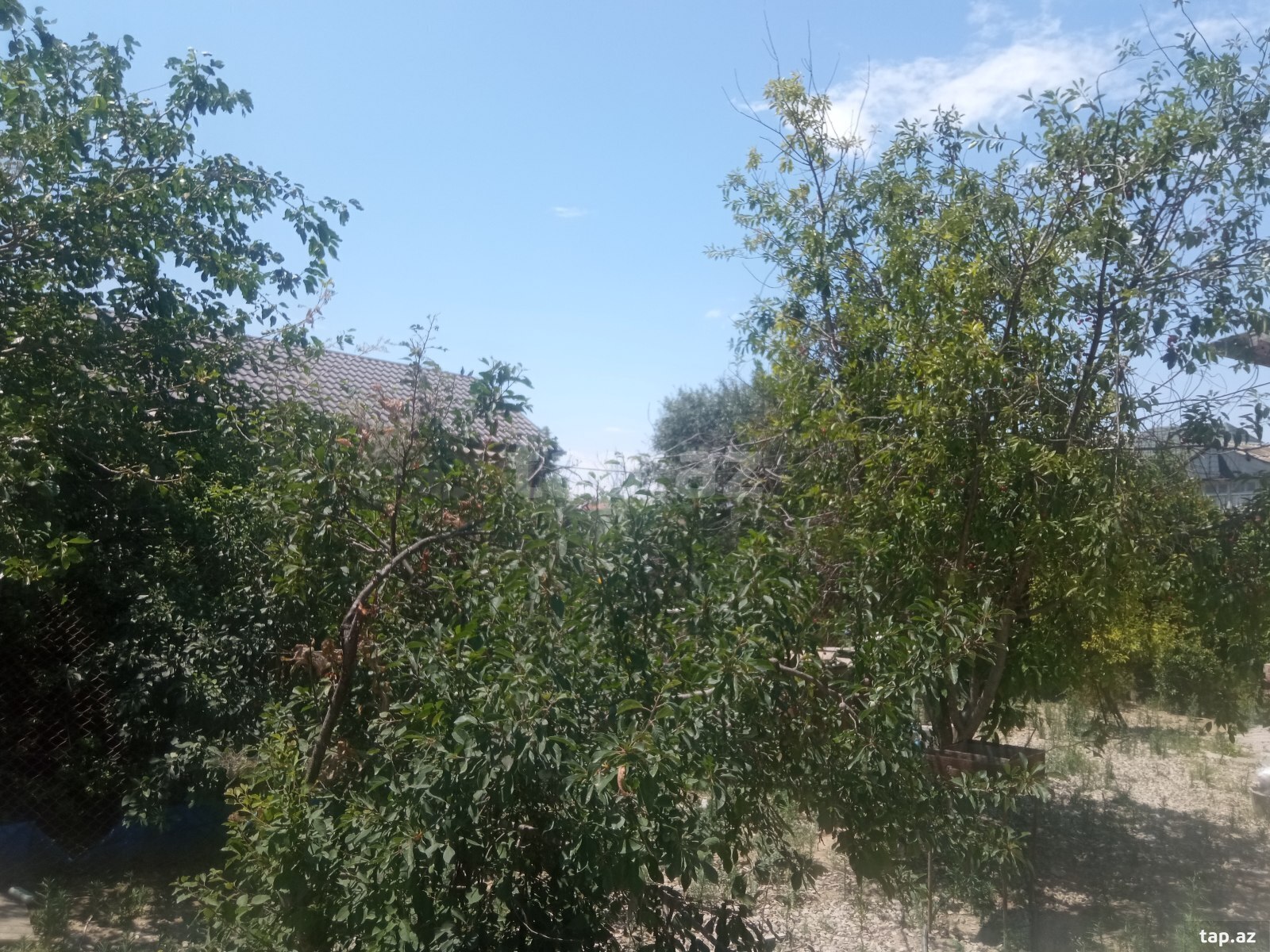 Bağ evi, Novxanı qəs. (8)