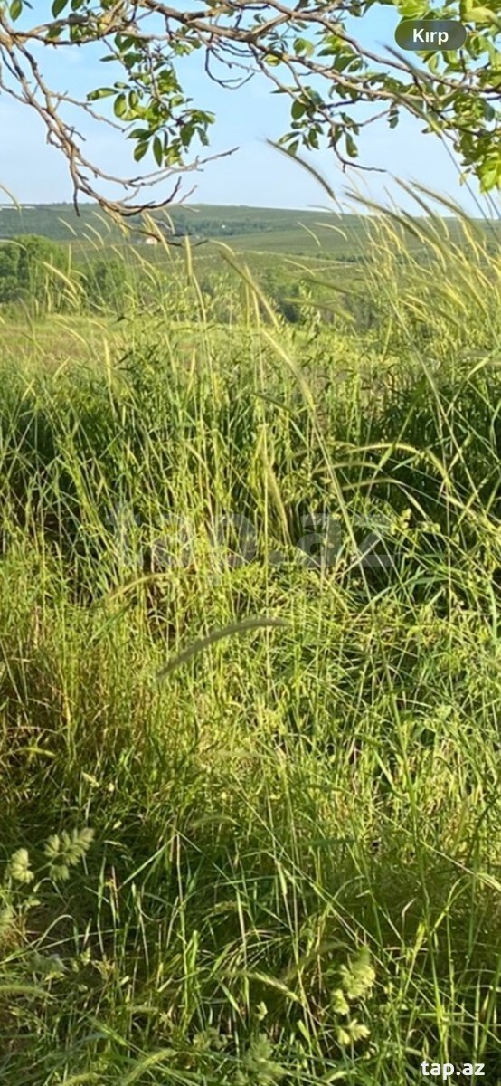 6 sot torpaq sahəsi, İsmayıllı r. (2)