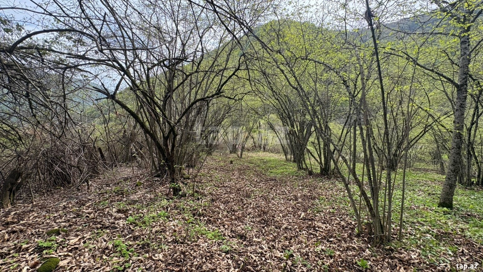50 sot torpaq sahəsi, Qax r.