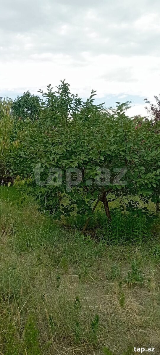 6.5 sot torpaq sahəsi, Gəncə ş.