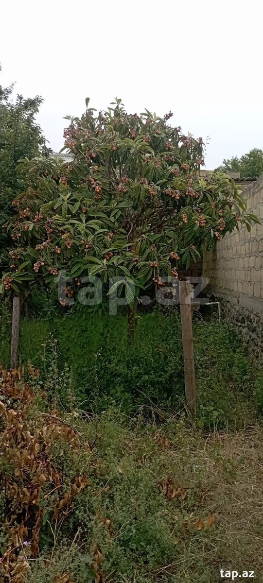 6.5 sot torpaq sahəsi, Gəncə ş.