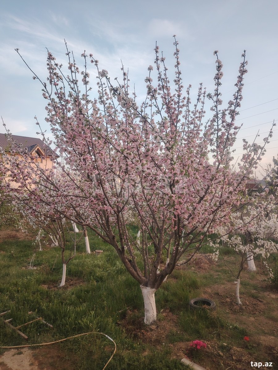 Bağ evi, Abşeron r.