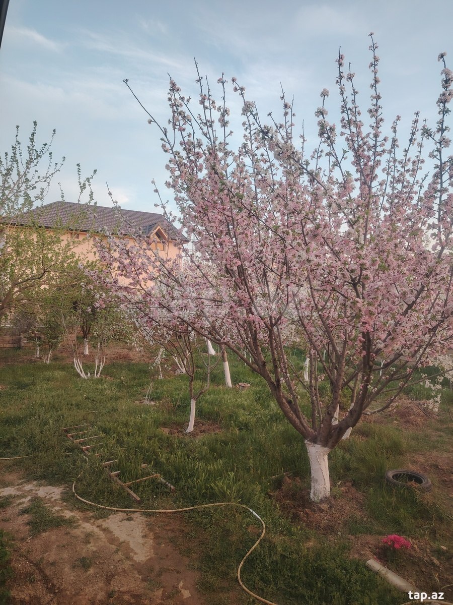 Bağ evi, Abşeron r.