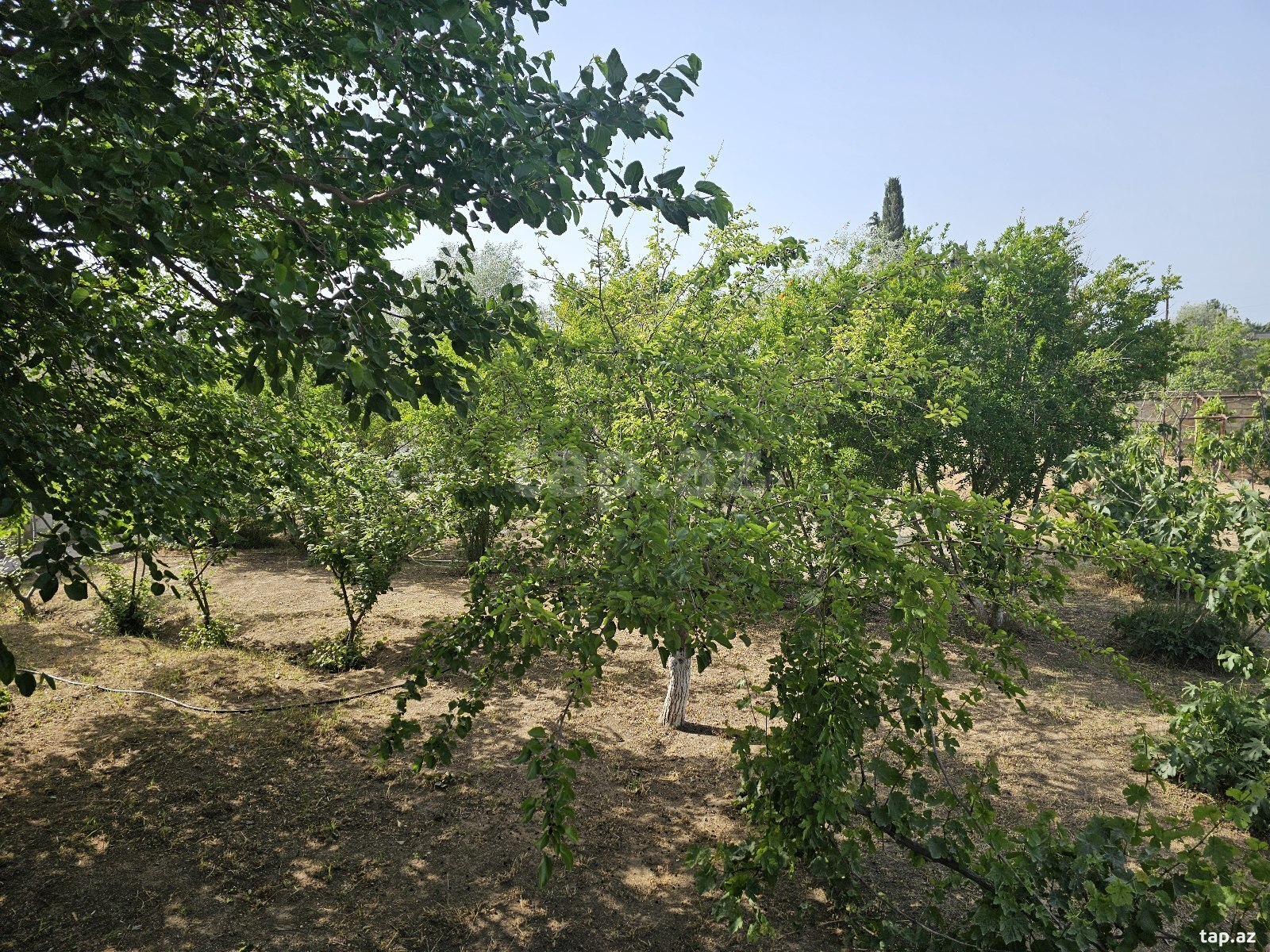 Bağ evi kirayə verilir, Bilgəh qəs.