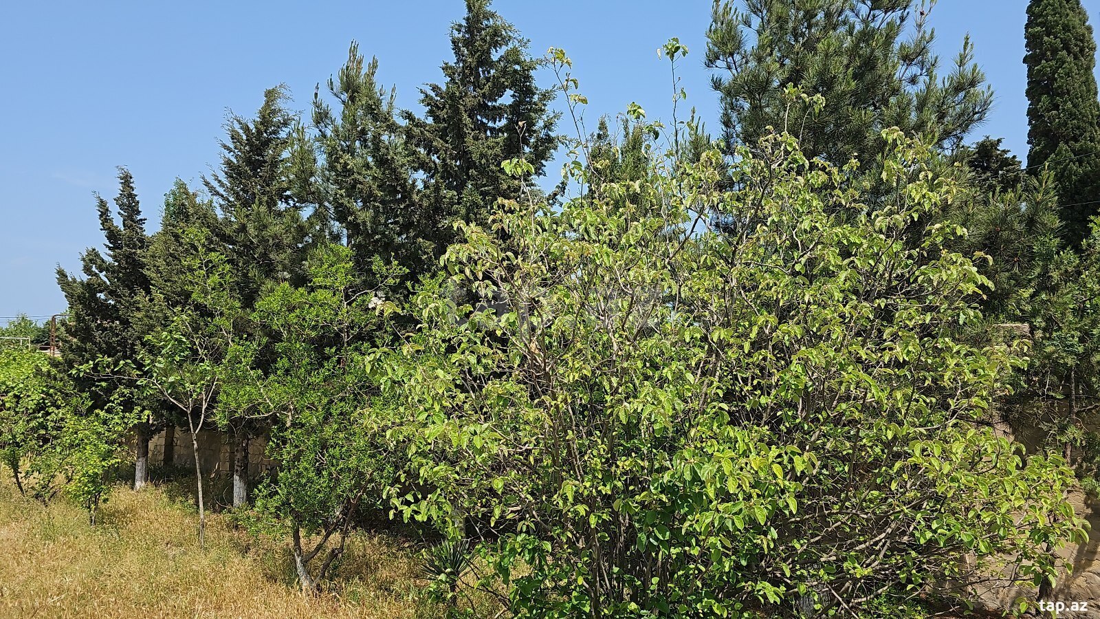 Bağ evi kirayə verilir, Bilgəh qəs.