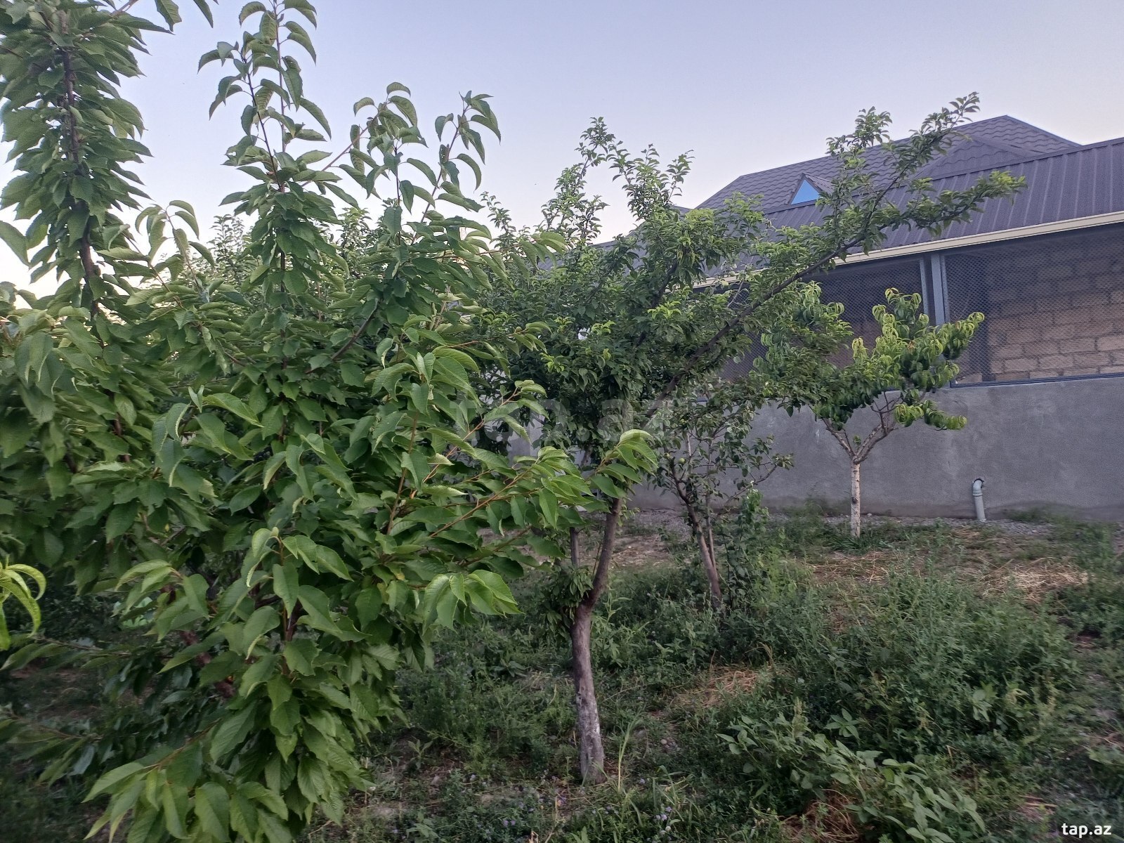5 sot torpaq sahəsi, Mingəçevir ş.