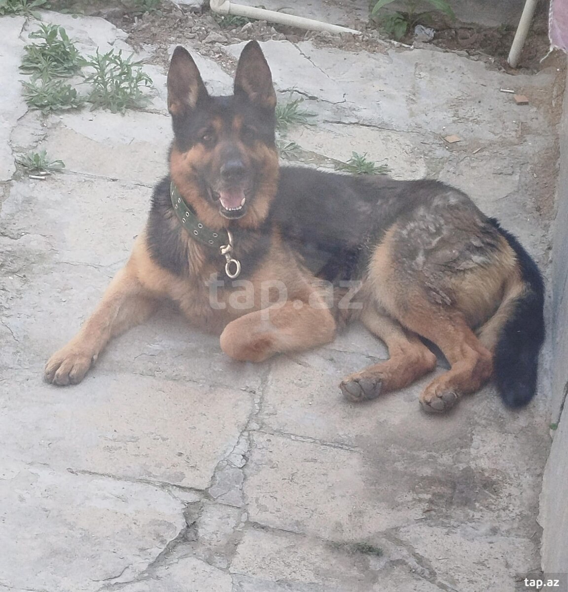 Alman ovçarkası (cütləşdirmək üçün)