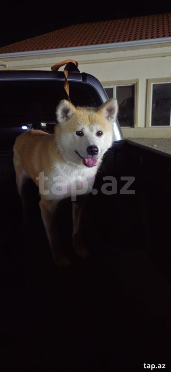 Akita-inu