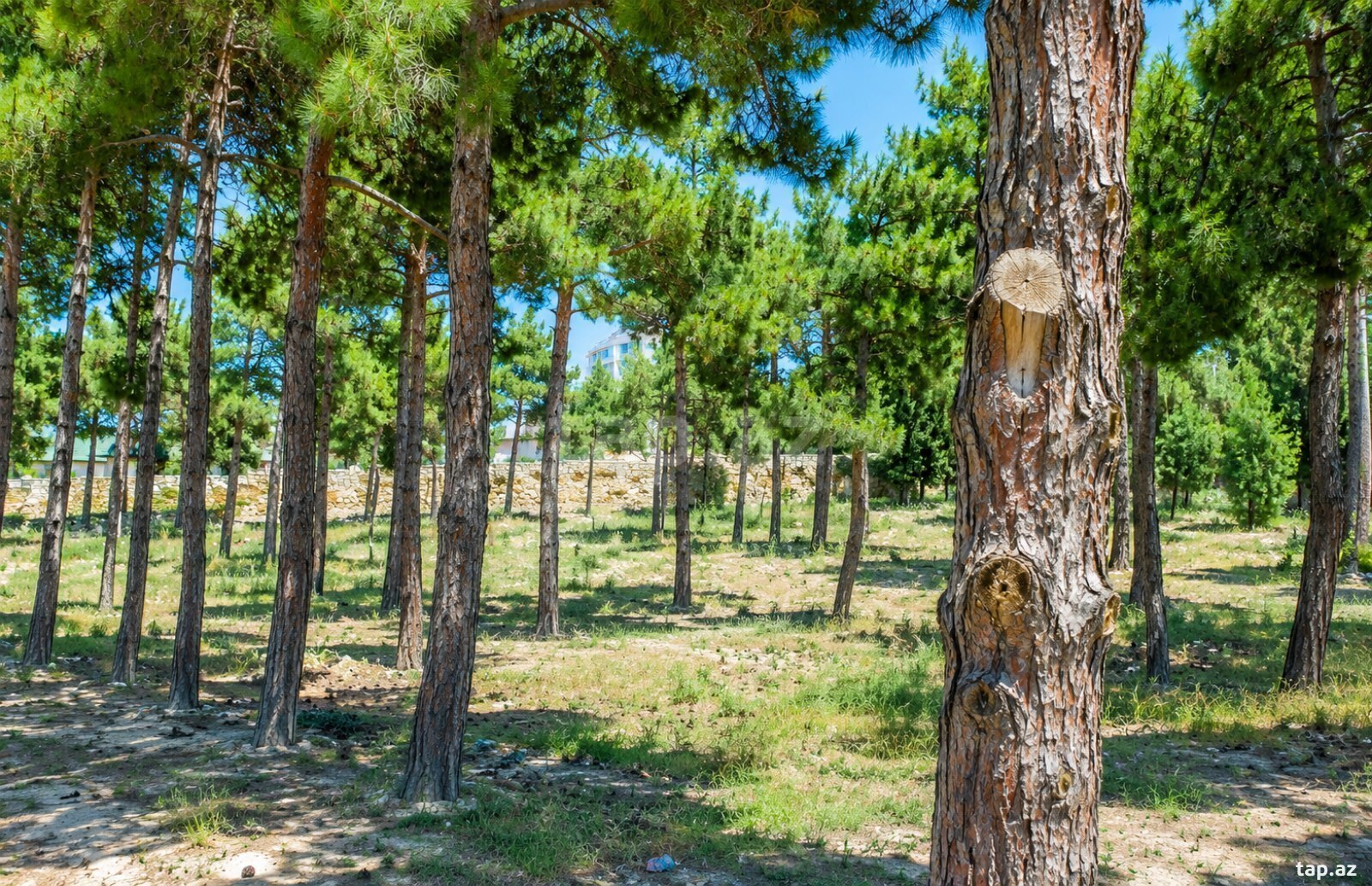 126 sot torpaq sahəsi, Mərdəkan qəs.