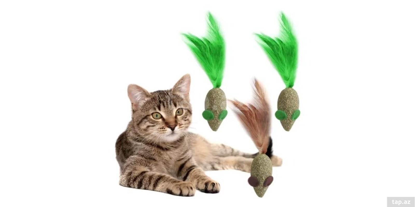 Pişik otu 4 lü