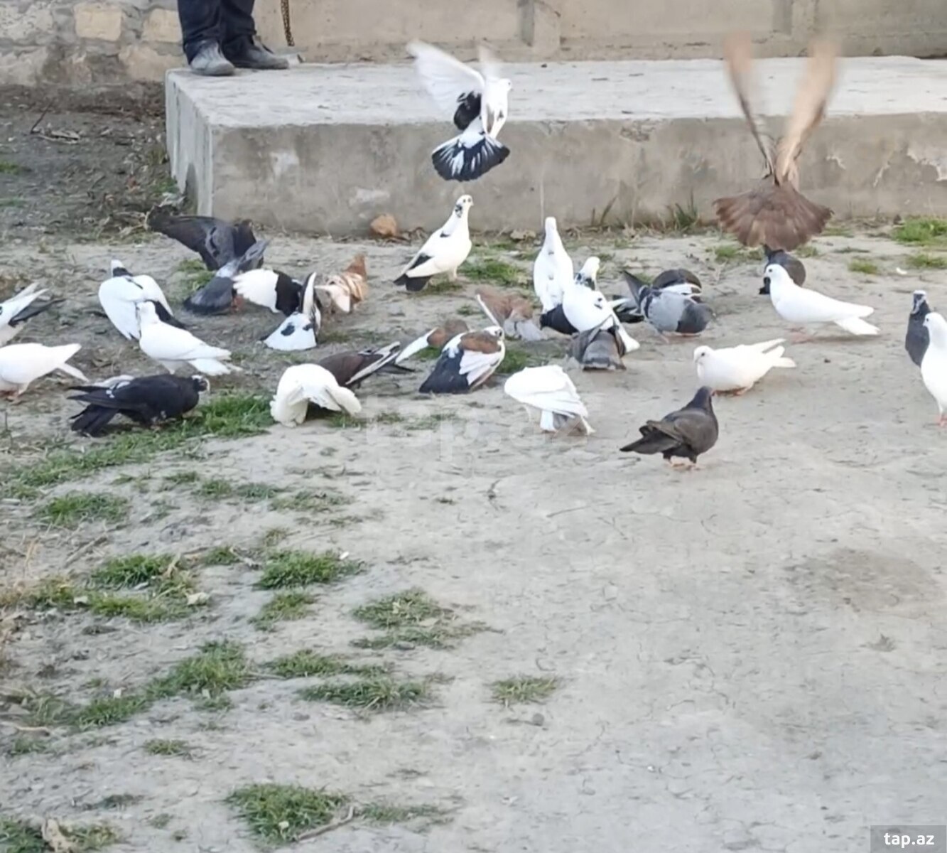 Göyərçinlər