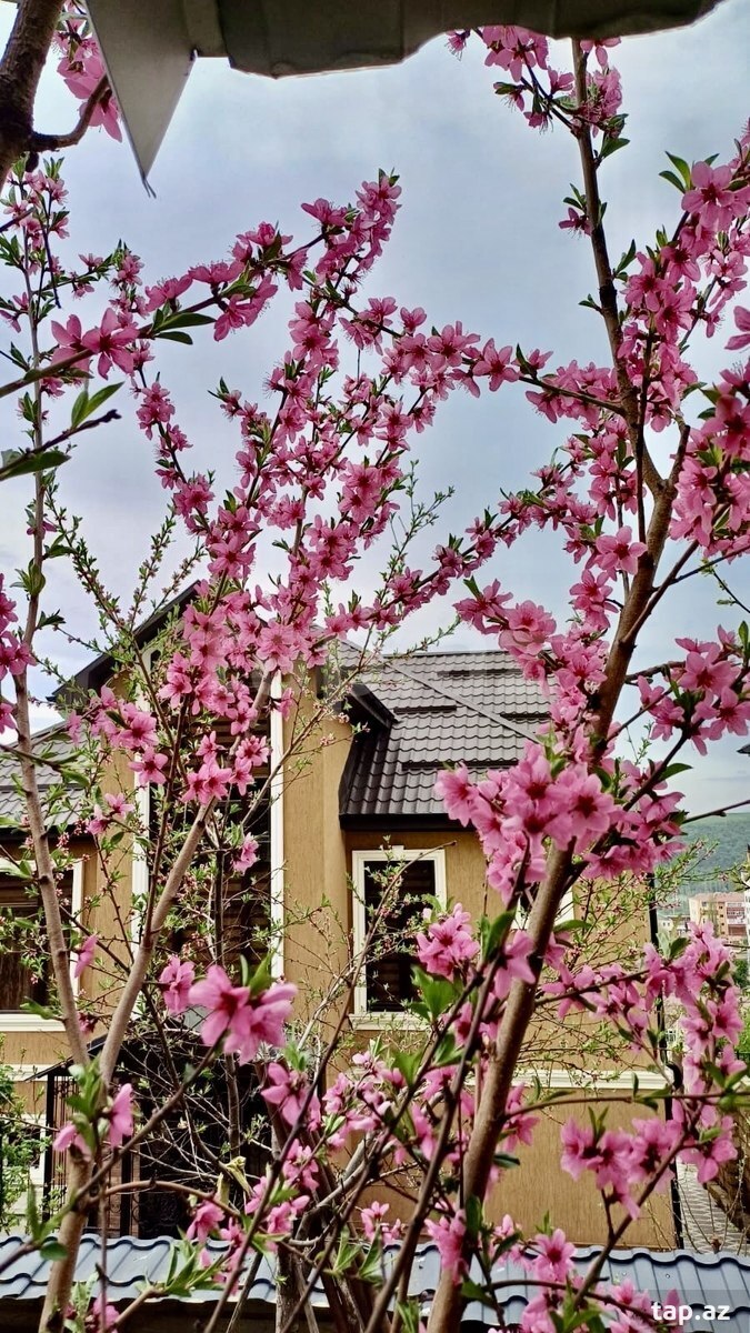 Həyət evi kirayə verilir, Qusar r.