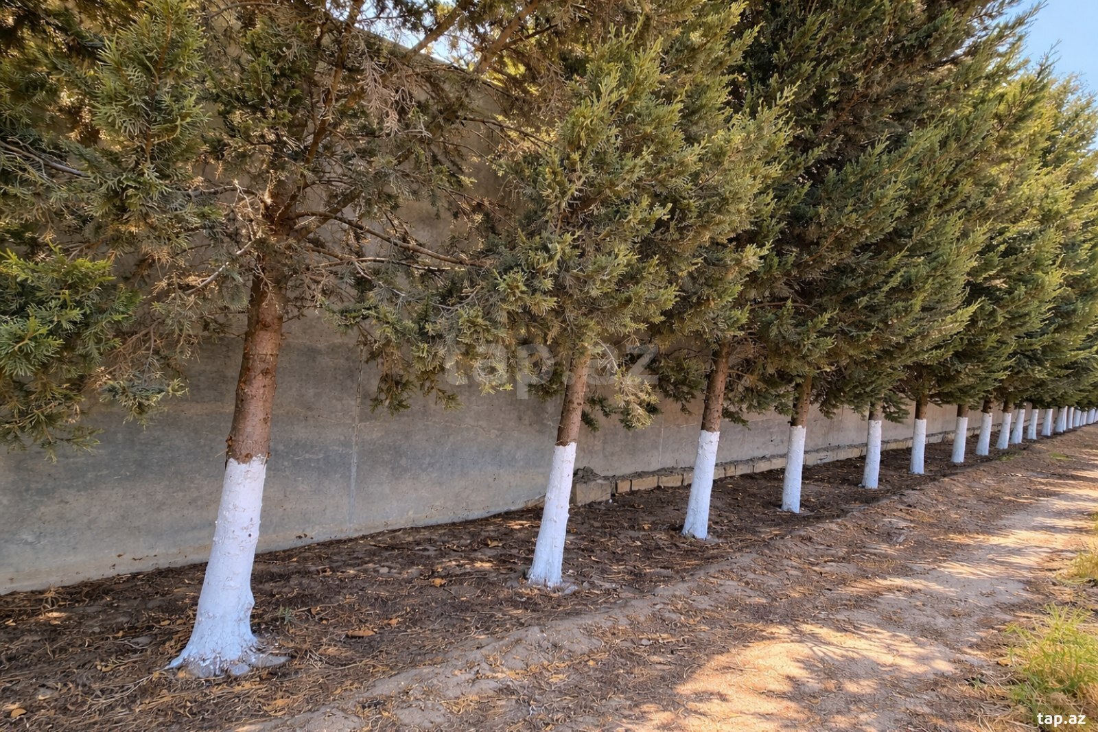 110 sot torpaq sahəsi, Bilgəh qəs.
