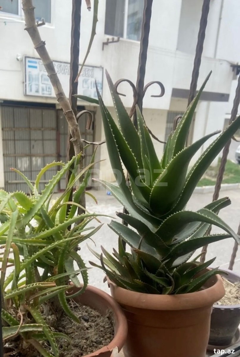 Aloe vera