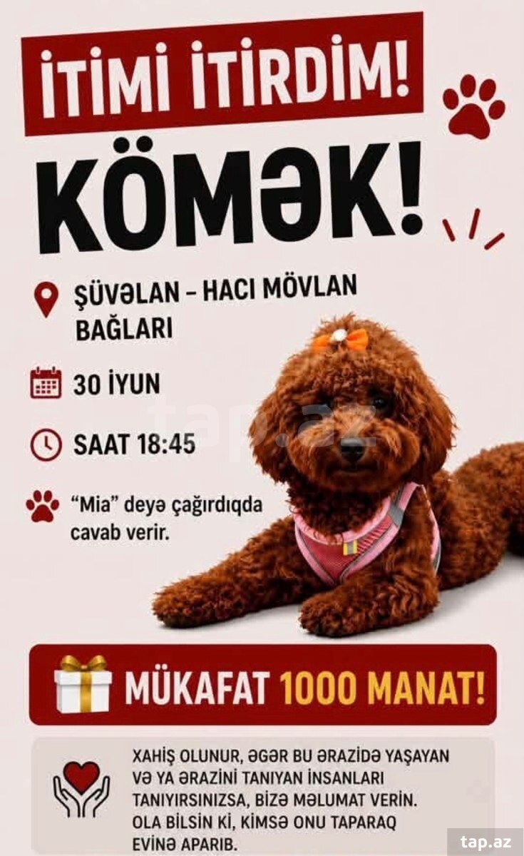 Toy pudel itib