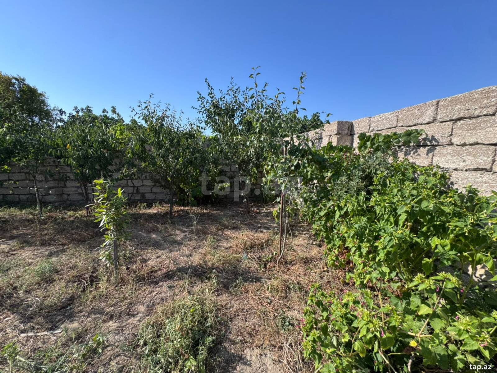 Bağ evi, Albalılıq qəs.