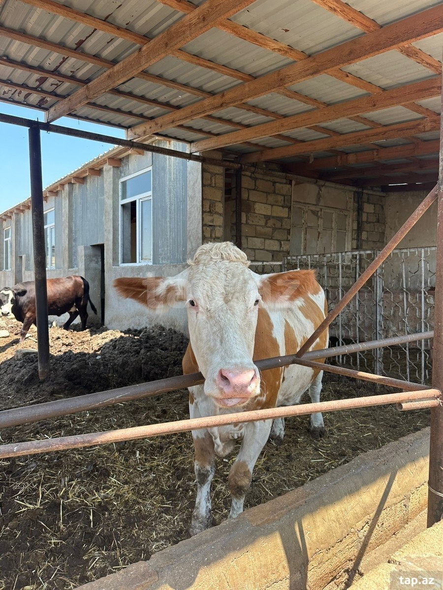 Simmental inək
