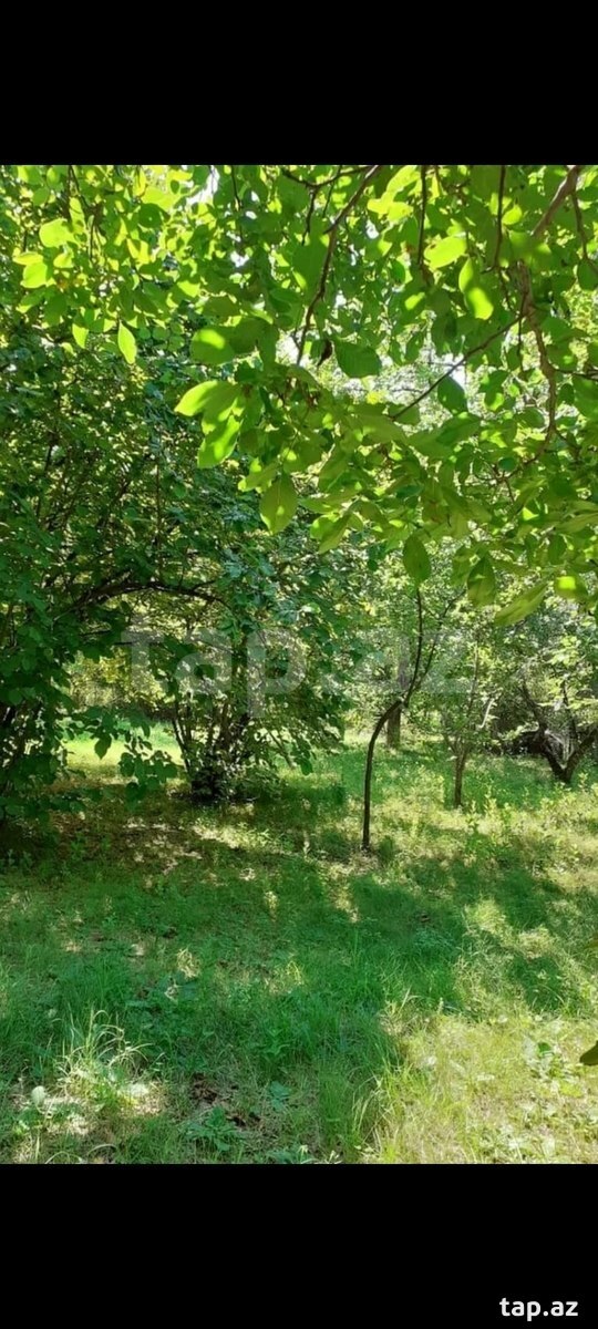 Həyət evi, Şəki r.