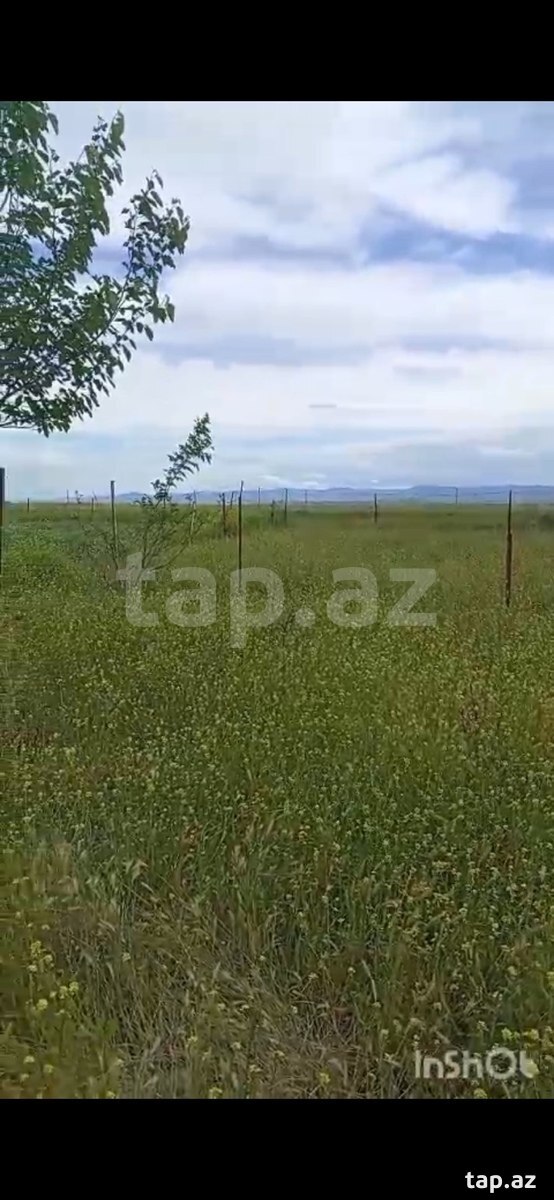 12 sot torpaq sahəsi, Cəlilabad r.