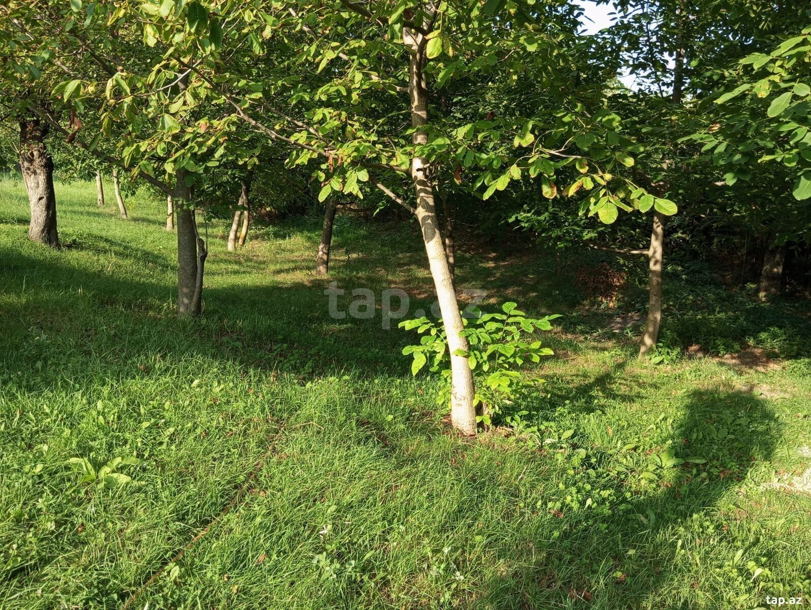 Land for sale, Ismayilli, Ismayilli