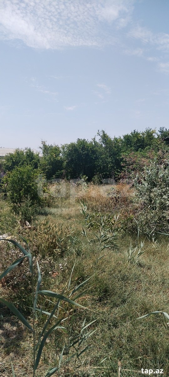 Torpaq satılır, Yaşıl dərə, Sumqayıt