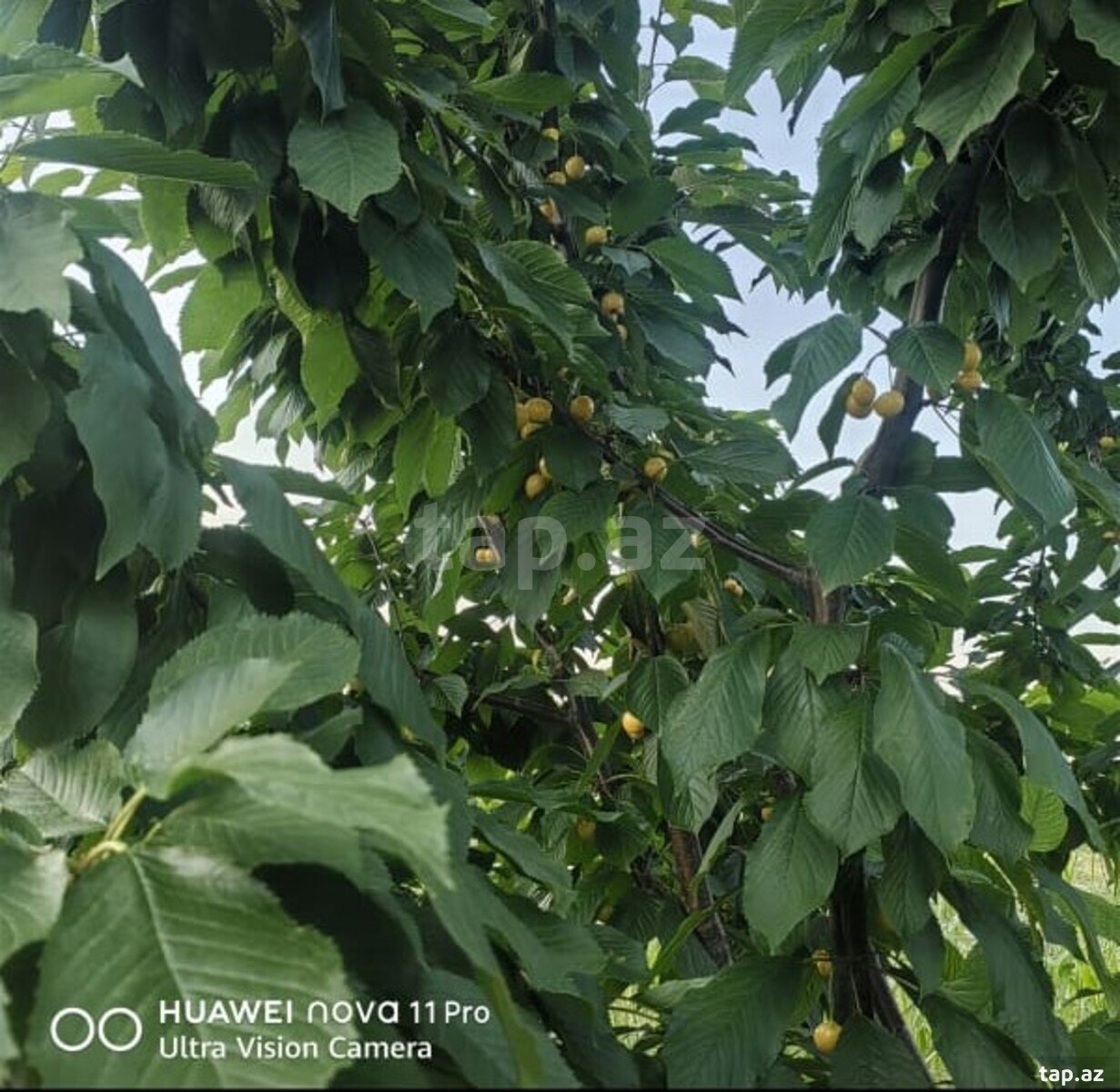 270 sot torpaq sahəsi, Xaçmaz r.