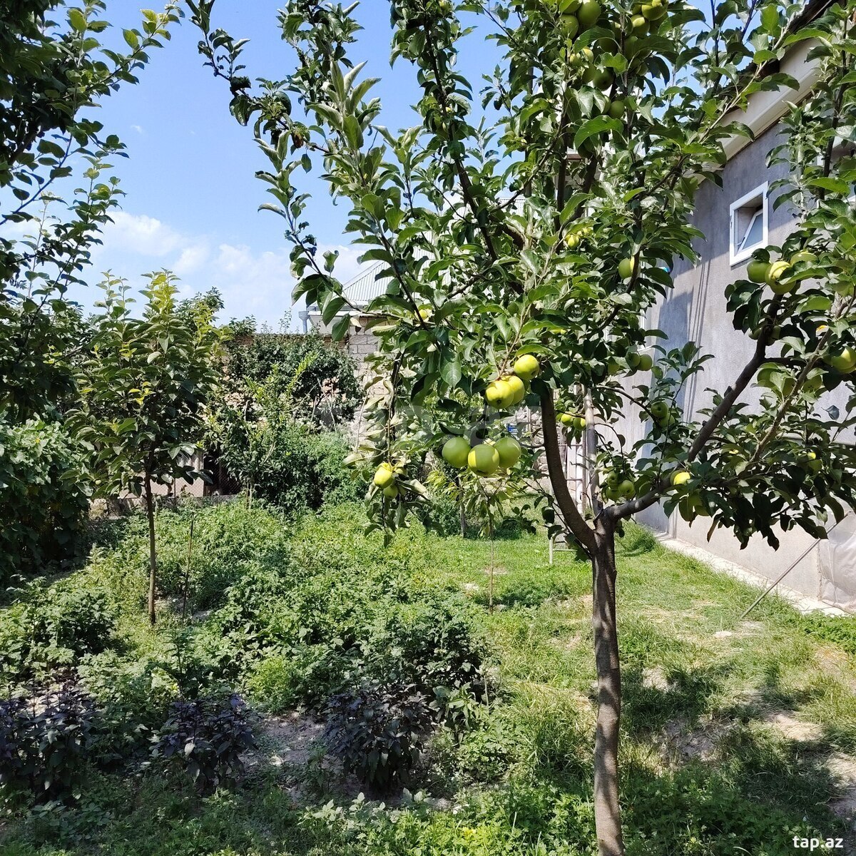 Həyət evi, Şəki ş.
