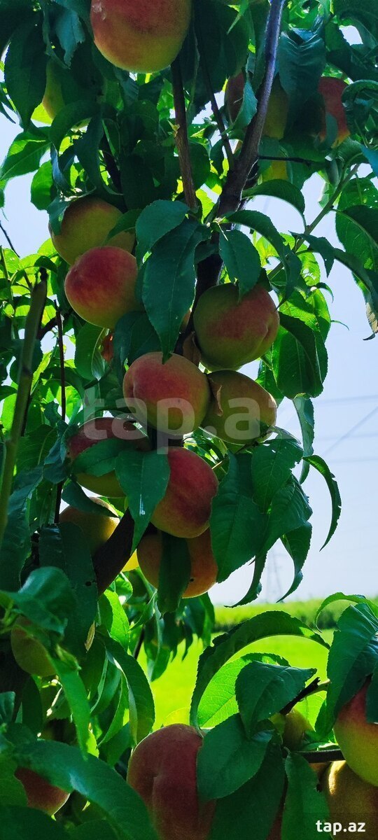 2500 sot torpaq sahəsi, Mingəçevir ş.