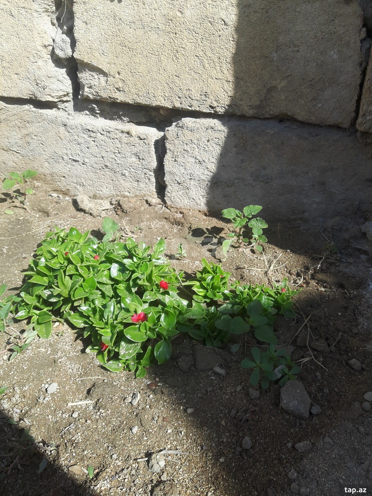 Bağ evi kirayə verilir, Pirşağı qəs.