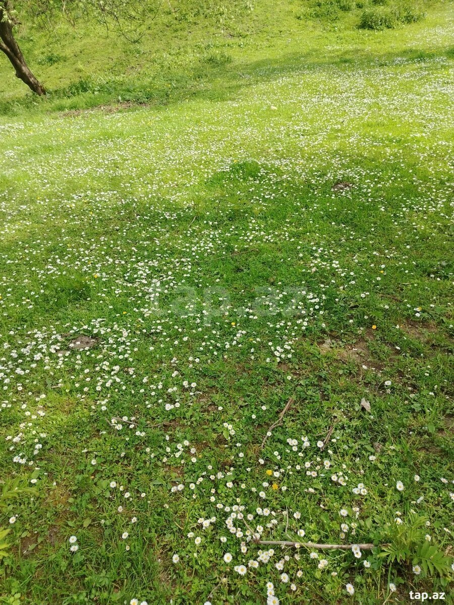 Torpaq satılır, Quba