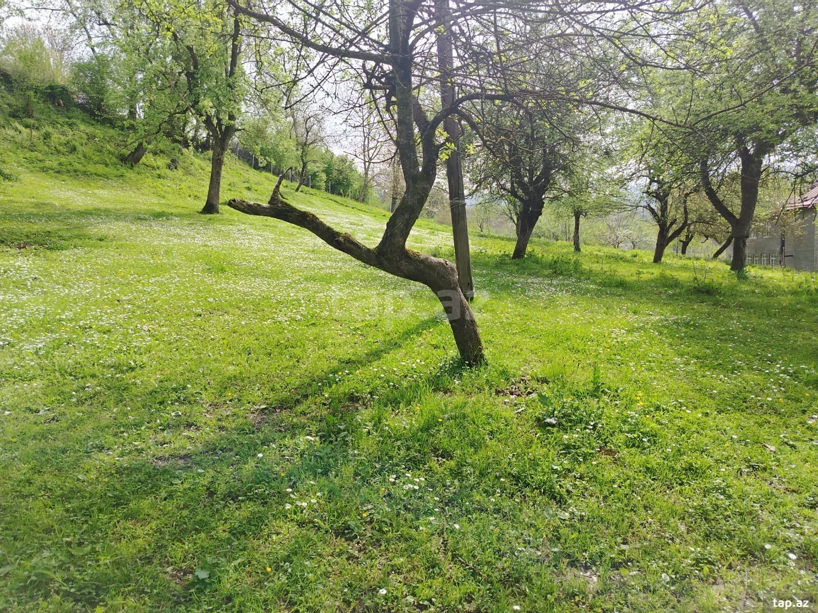 Torpaq satılır, Quba