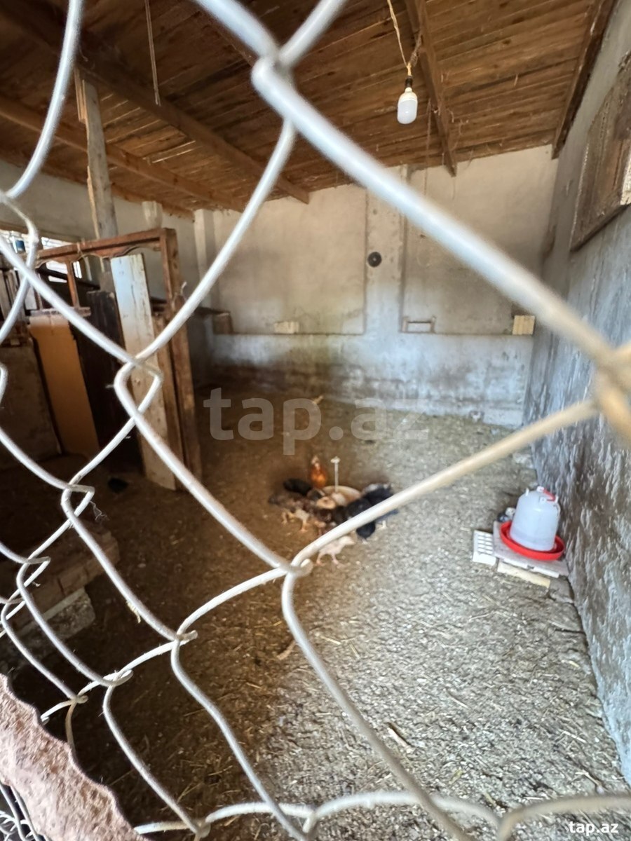 Həyət evi, Hövsan qəs.