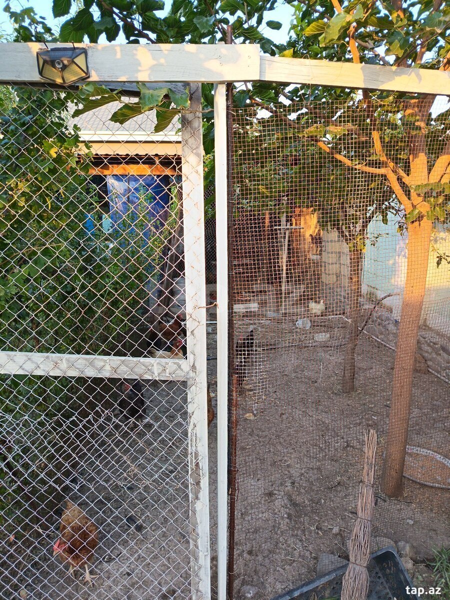 Həyət evi, Gəncə ş.
