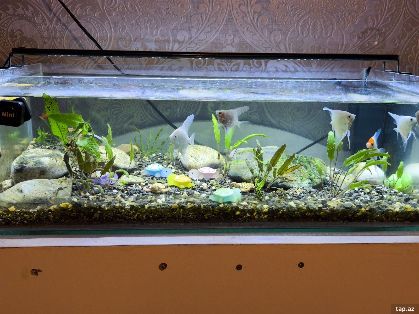 Akvarium