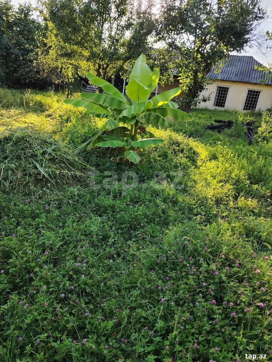 Həyət evi, Oğuz r.