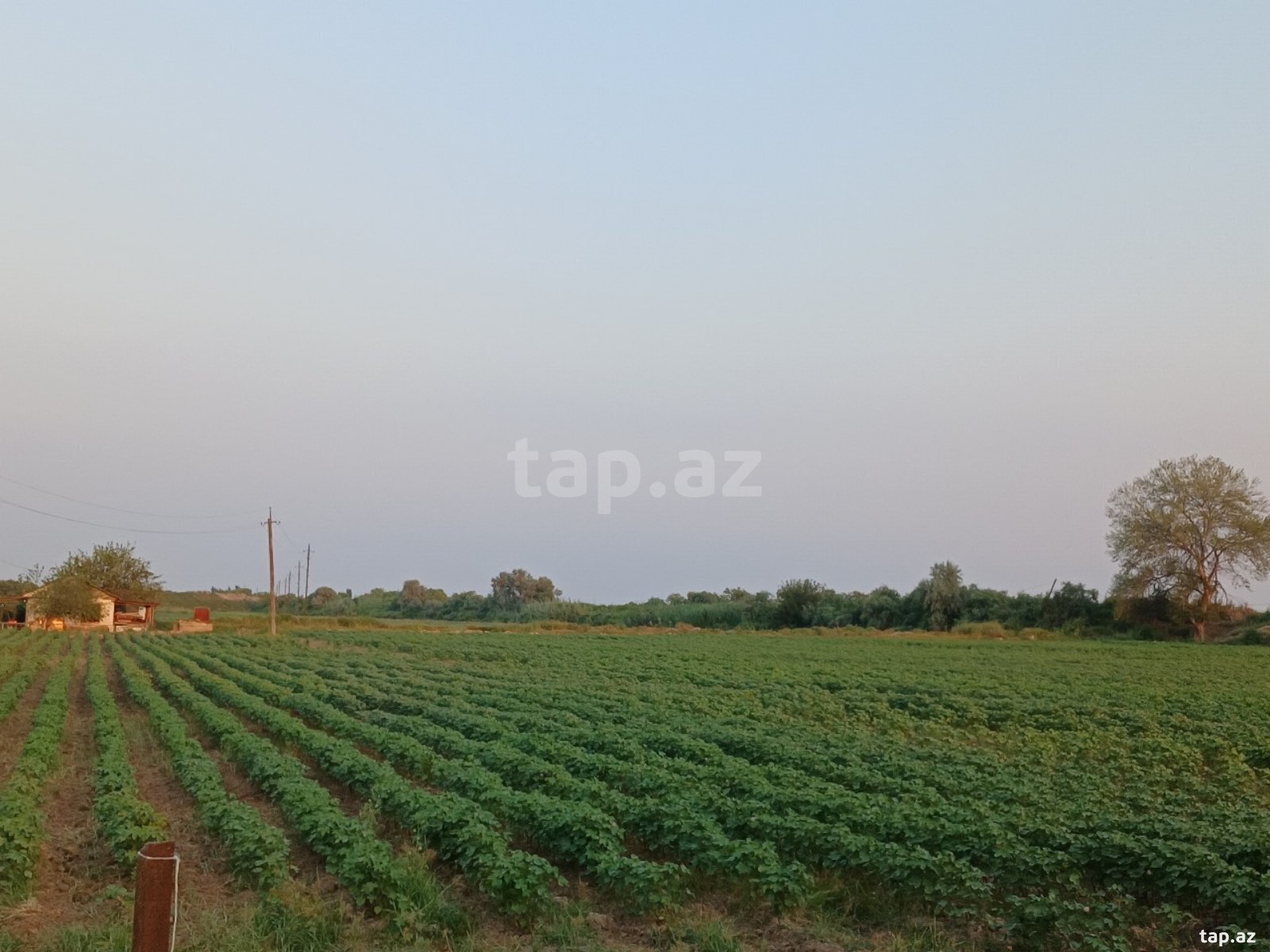 6500 sot torpaq sahəsi, Sabirabad r.